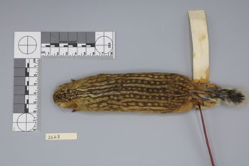 Media type: image;   Mammalogy 2663 Description: Specimen photo;  Aspect: dorsal